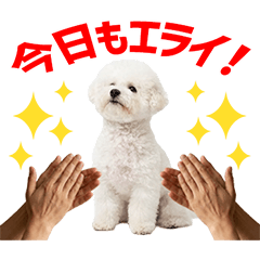 White Toy Poodle Daily Caring Stickers