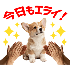 Corgi Daily Caring Stickers