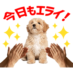 Maltipoo Daily Caring Stickers