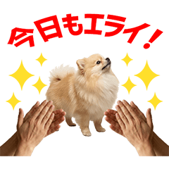 Pomeranian Daily Caring Stickers