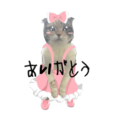 kinako_20251128112820