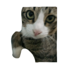 Flash_20251128015645