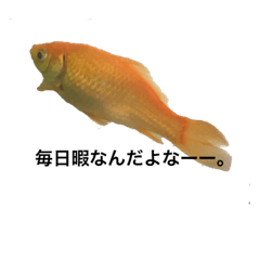 金魚のつぶやき