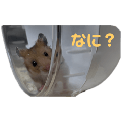 HARUKA_20251128135242