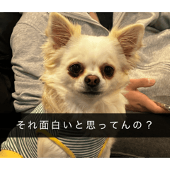 KAINUSHI_20251128133454