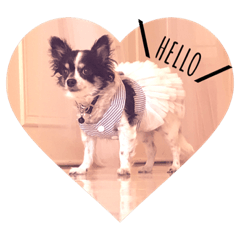 chihuahua dog runoa