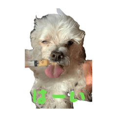 Cherry_20251126201522