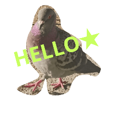 Pigeon No.1