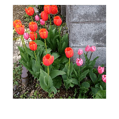 Bunga Bunga Indah Bunga Tulip Banci Ceri Stiker Line Line Store