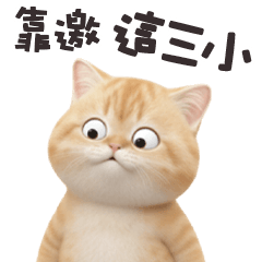 ヾ(*ΦωΦ)ツ小貓貓靠邀這三小