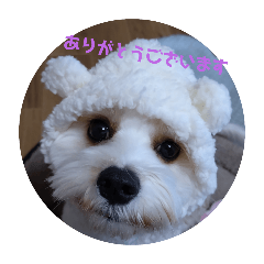 komachi_20251129100222