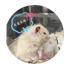 兩百萬2