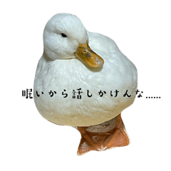 Koto_20251129162022
