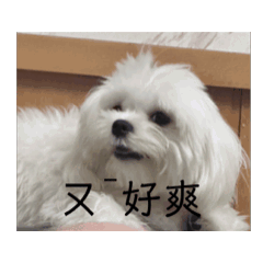泡芙人蔘2
