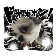 shiho_20251129185830