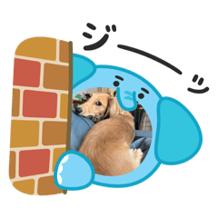 iguana_20251129172420