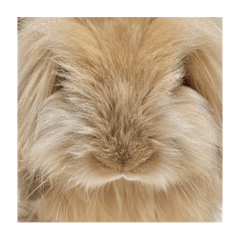 Super cute bunny Mugi