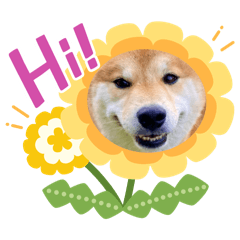 柴之助要不要出去2