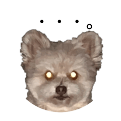 ポメプーのこてつ