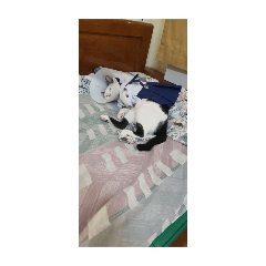 my cat MinMin-Maykin Wongpa