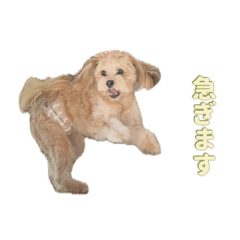 cornet_20251130023420