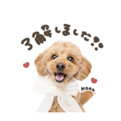 ノアくん.スタンダード