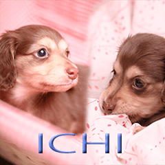 Miniature dachshund ICHI