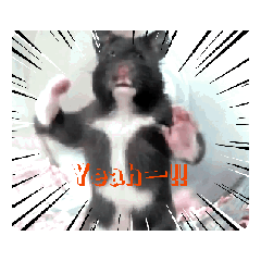 haaa38_20251130194534