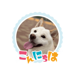 White Shiba Inu Haku Part 4