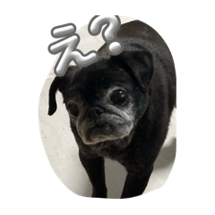 Pug89hana_20251130113659