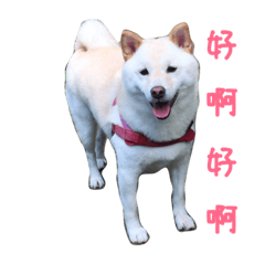 my dog bobi