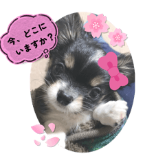 panda_20251128160236