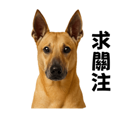 「 HERO 」の日常