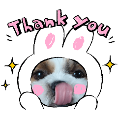 ringo_20251130180056