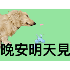 快樂小臘腸12晚安