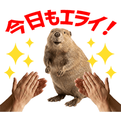 Beaver Daily Caring Stickers
