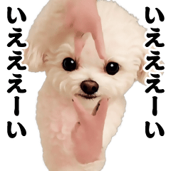 踊る！横揺れ界隈トイプードル22