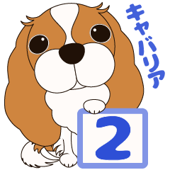 キャバリア犬♪ブレンハイム(白少なめ)２