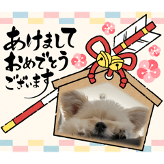 sakura_20251130201508