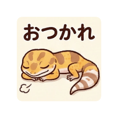 いつものレオパ