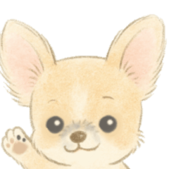 Chihuahua My name is MIKO maybe