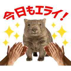 Wombat Daily Caring Stickers
