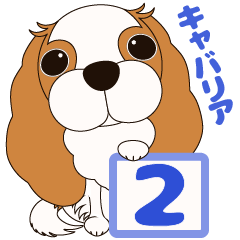キャバリア犬♪ブレンハイム(白多め)２