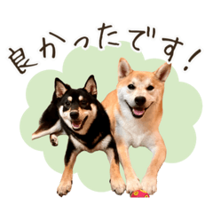 Shiba Inu Mameta&Azuki