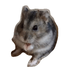 Djungarian hamster Pic