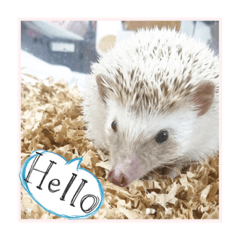 Pet is a hedgehog. Name is Shicimi.