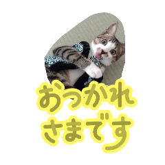 chikuwa_20251129235450