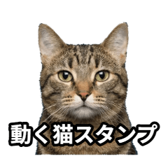 Energetic Real Cat (Animated)