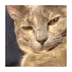 uminosuke_20251130092550