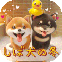 Shiba Inu's daily life in winter